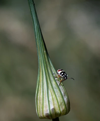 바퀴벌레 종류